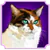 Calico Cat