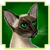 Siamese Cat