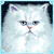 White Persian